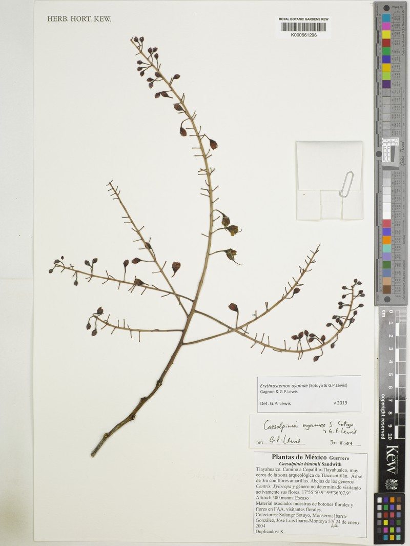Erythrostemon oyamae photo 5