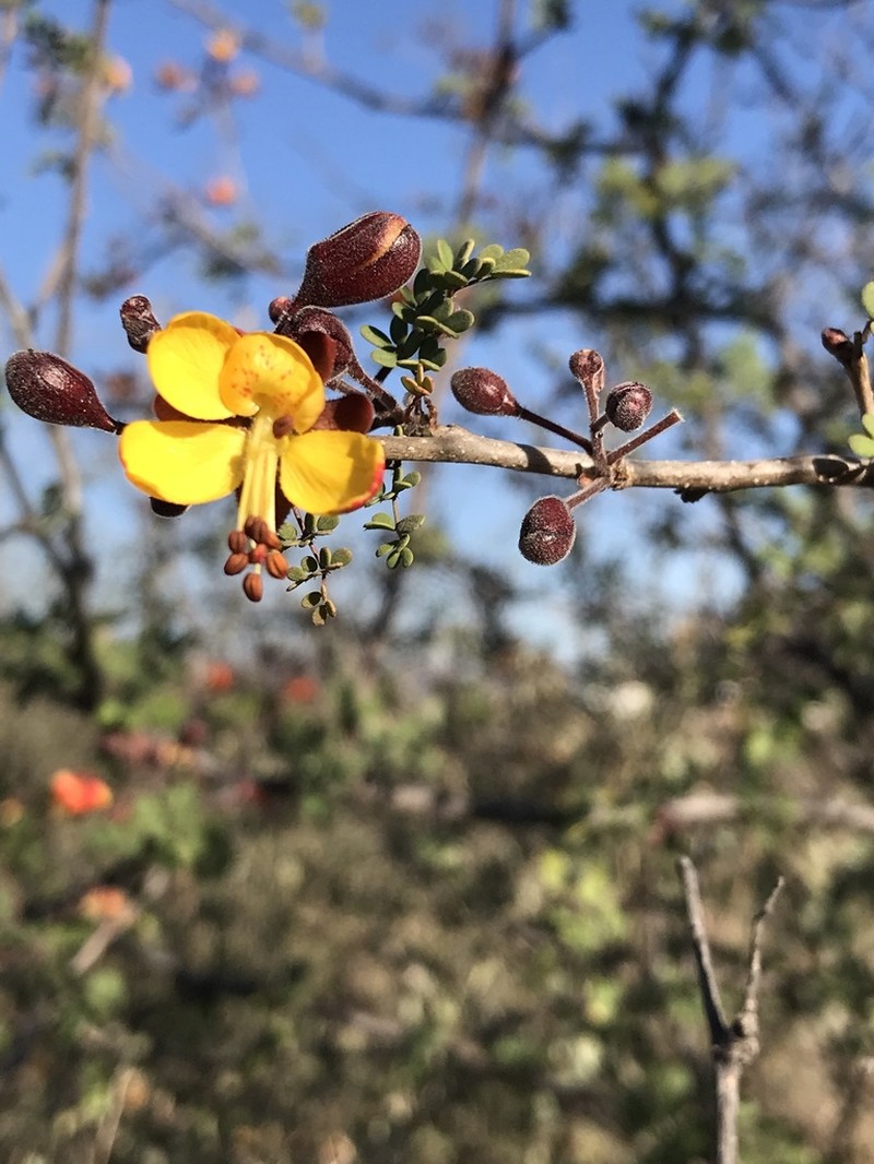 Erythrostemon palmeri