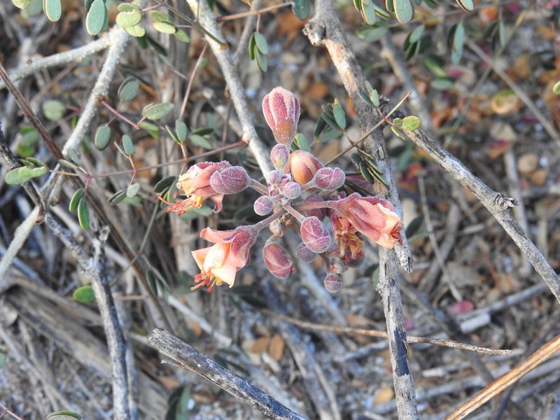 Erythrostemon palmeri photo 2