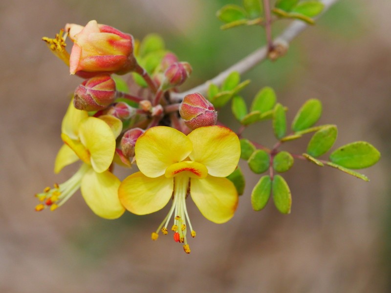 Erythrostemon palmeri photo 3