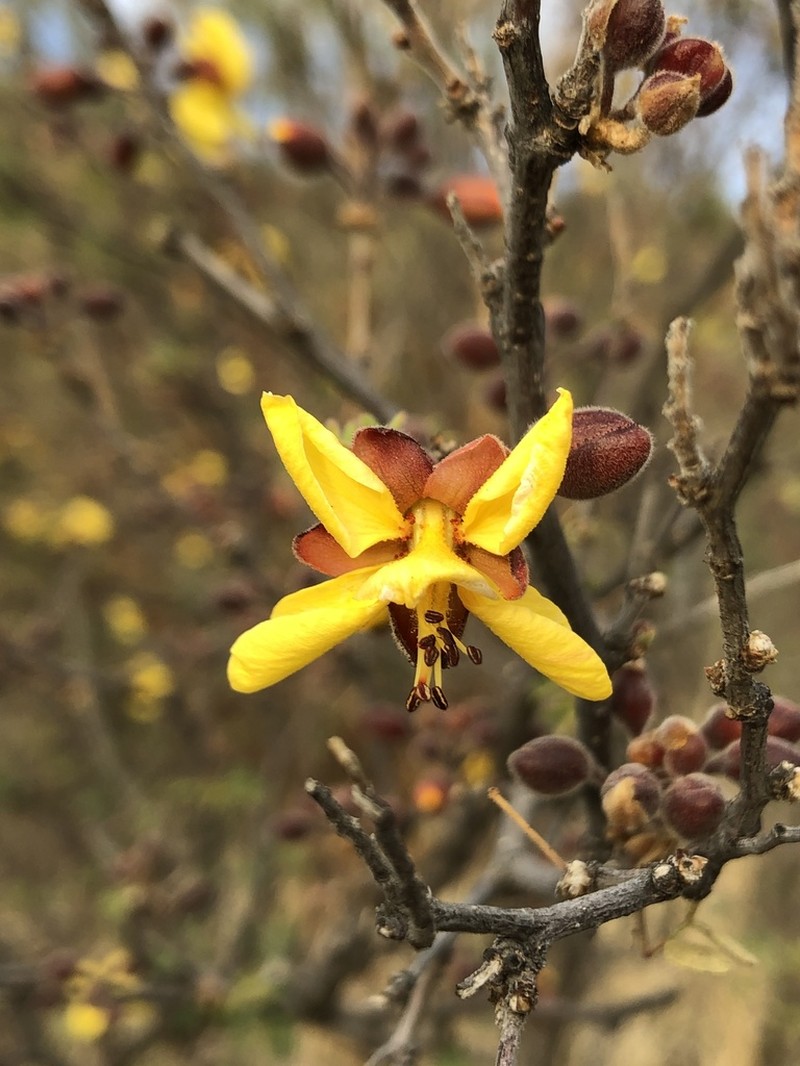 Erythrostemon palmeri photo 4