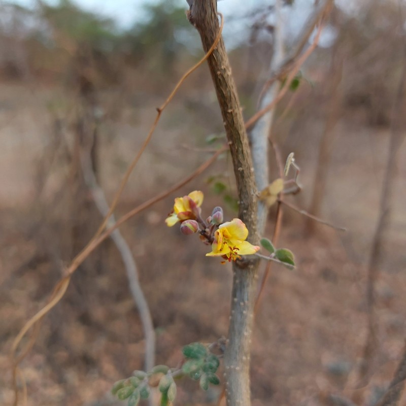 Erythrostemon palmeri photo 5
