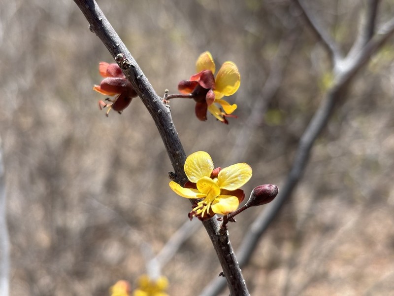 Erythrostemon palmeri photo 7