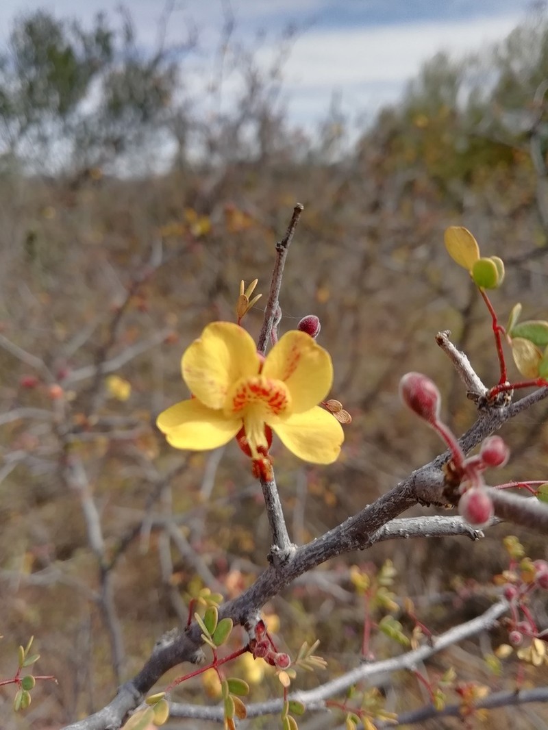 Erythrostemon palmeri photo 8