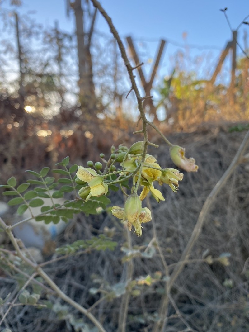 Erythrostemon pannosus