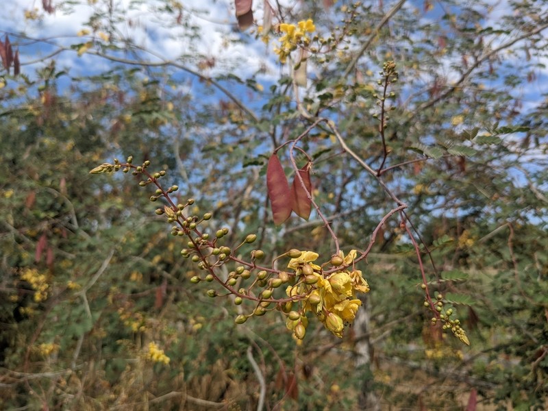 Erythrostemon pannosus photo 2