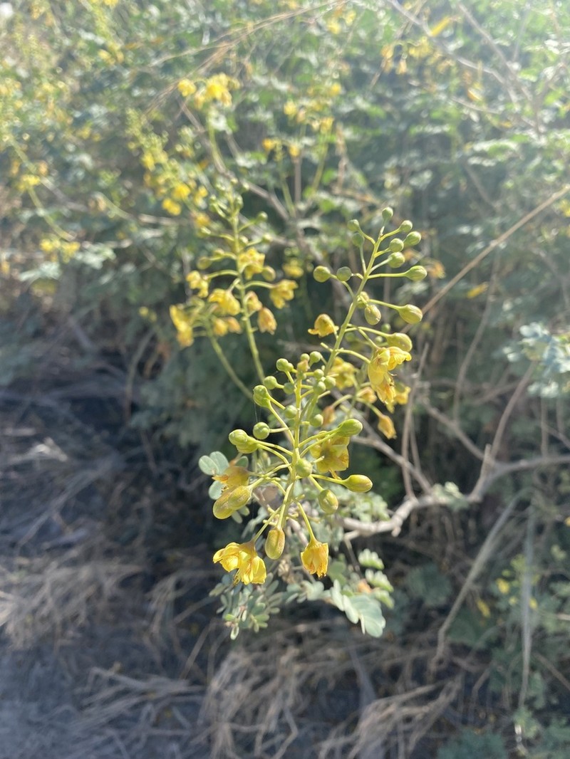 Erythrostemon pannosus photo 3