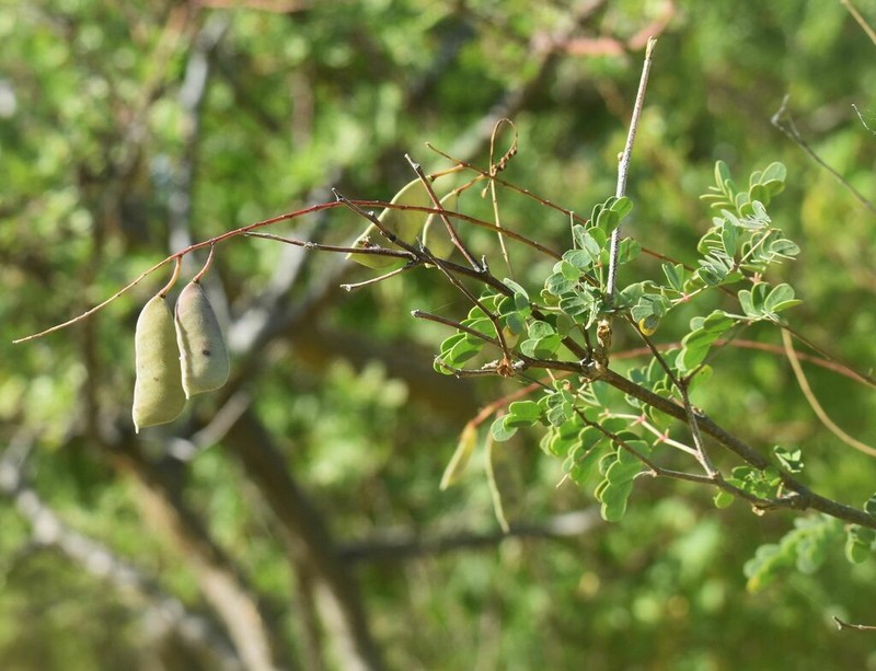 Erythrostemon pannosus photo 4