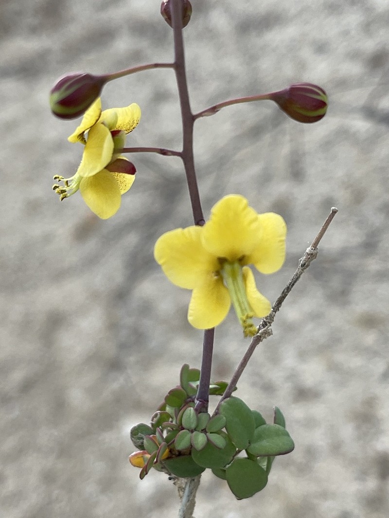 Erythrostemon pannosus photo 5