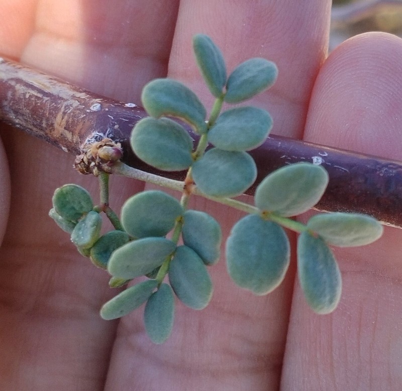 Erythrostemon pannosus photo 7