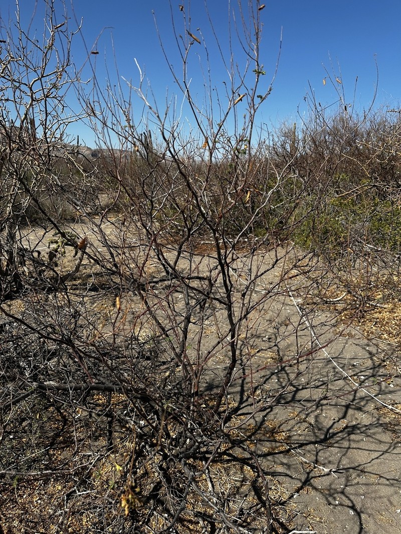 Erythrostemon pannosus photo 8