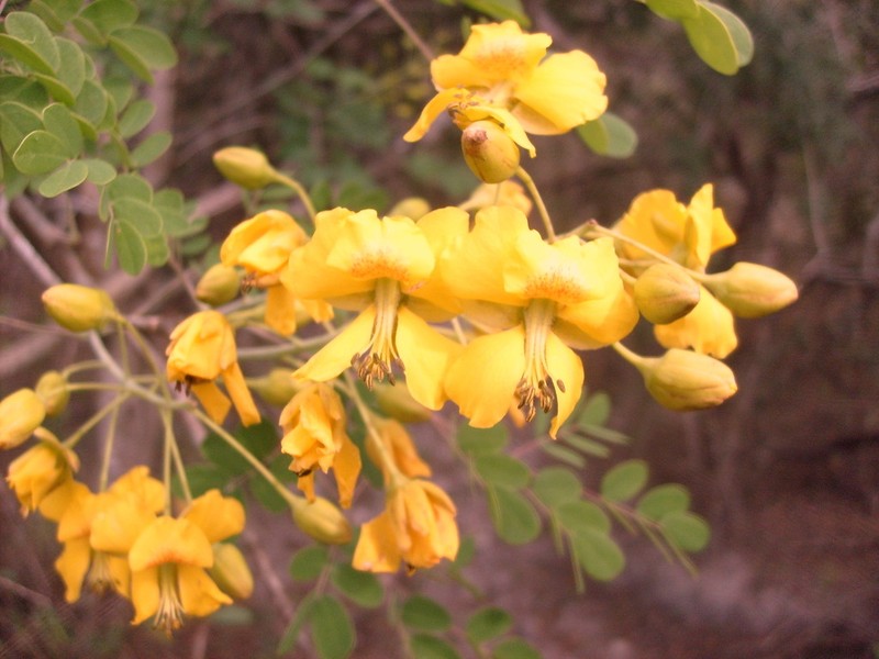 Wait-A-Bit Vine photo 7