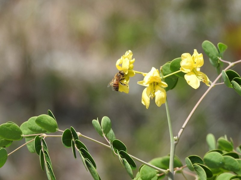 Wait-A-Bit Vine photo 8