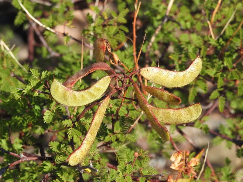 Erythrostemon placidus photo 2