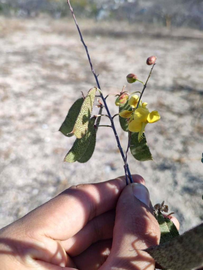Erythrostemon placidus photo 3