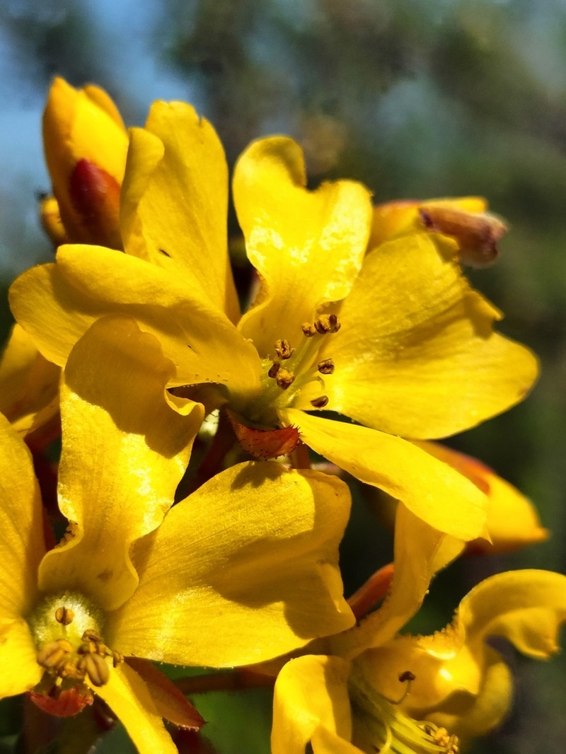 Erythrostemon placidus photo 4
