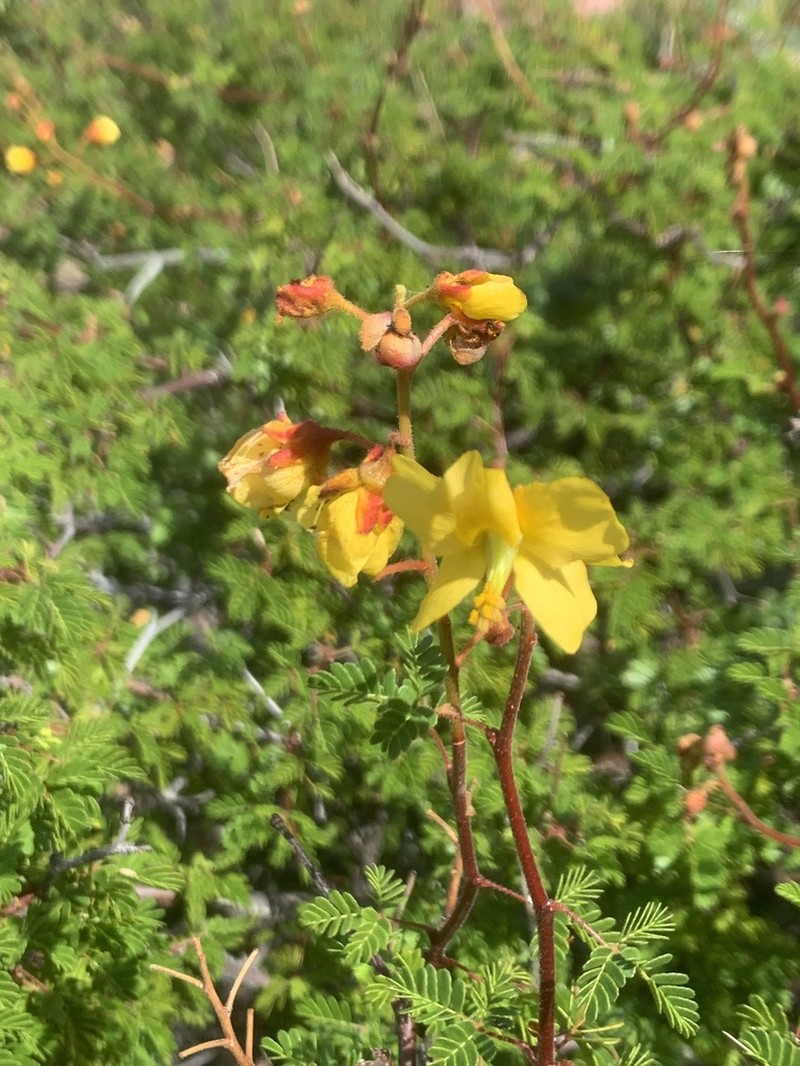 Erythrostemon placidus photo 5