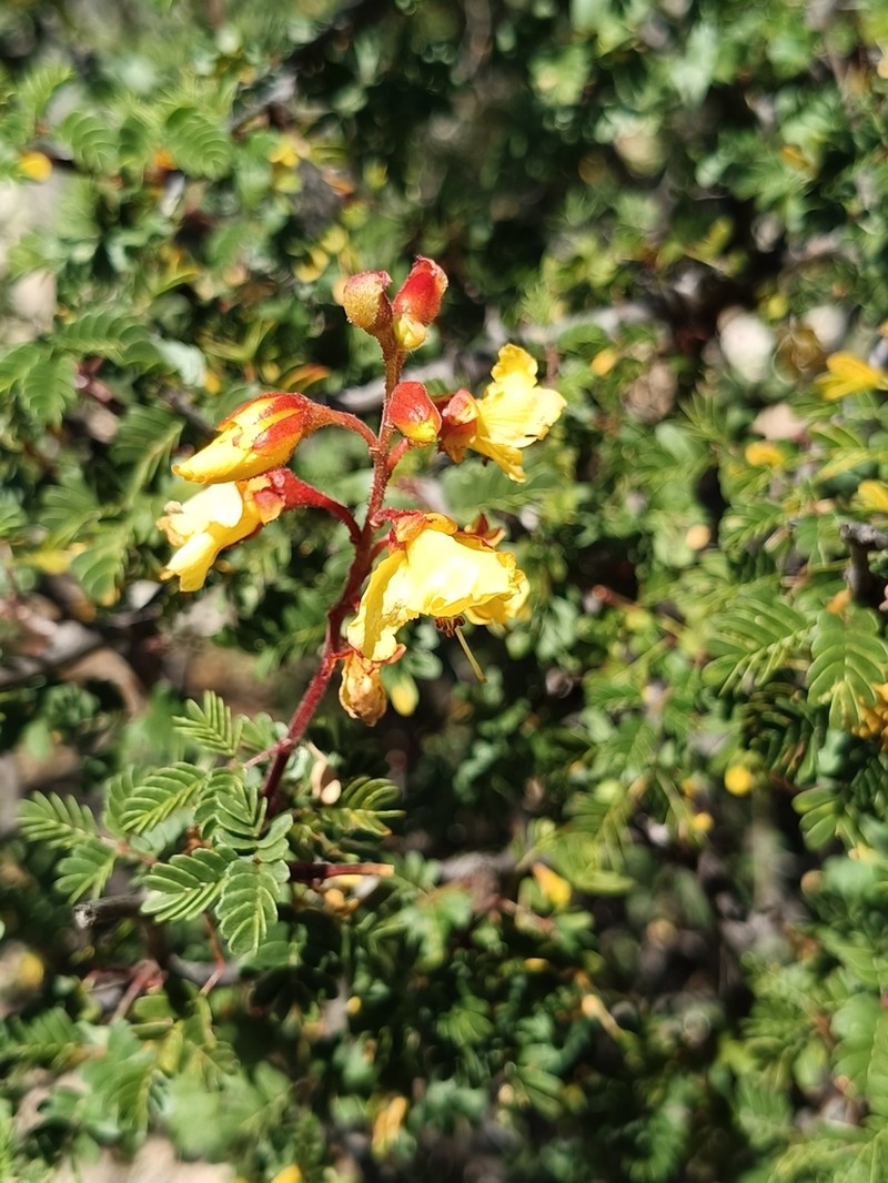Erythrostemon placidus photo 6