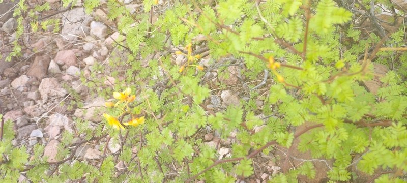 Erythrostemon placidus photo 7