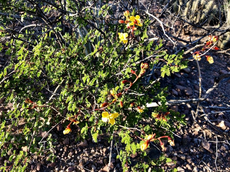 Erythrostemon placidus photo 8