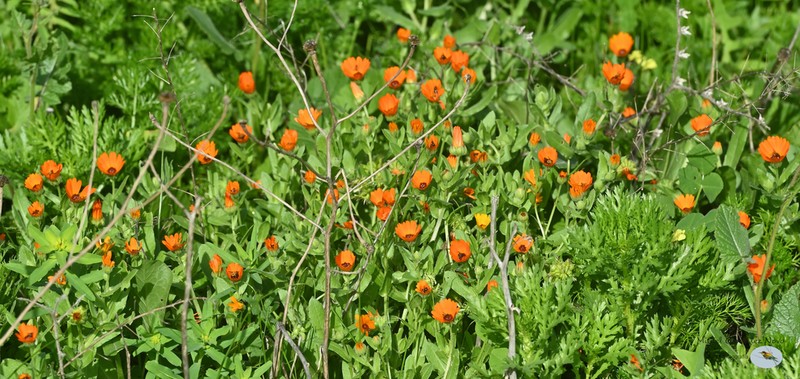 Erythrostemon standleyi