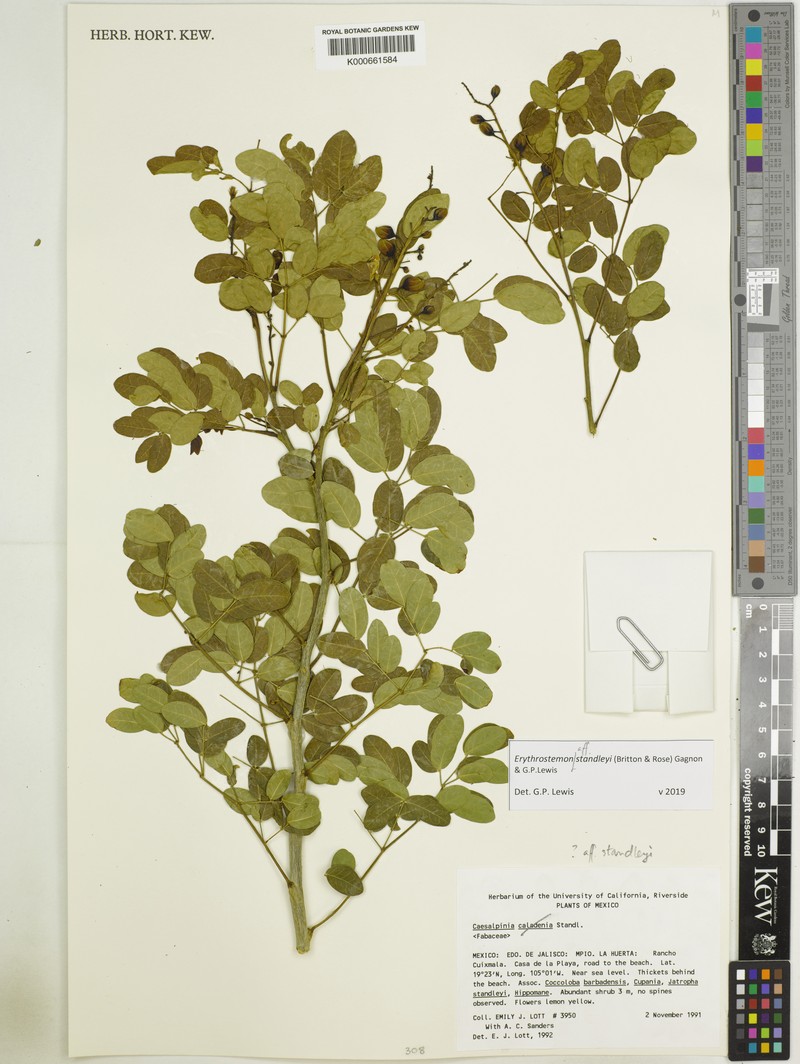 Erythrostemon standleyi photo 2