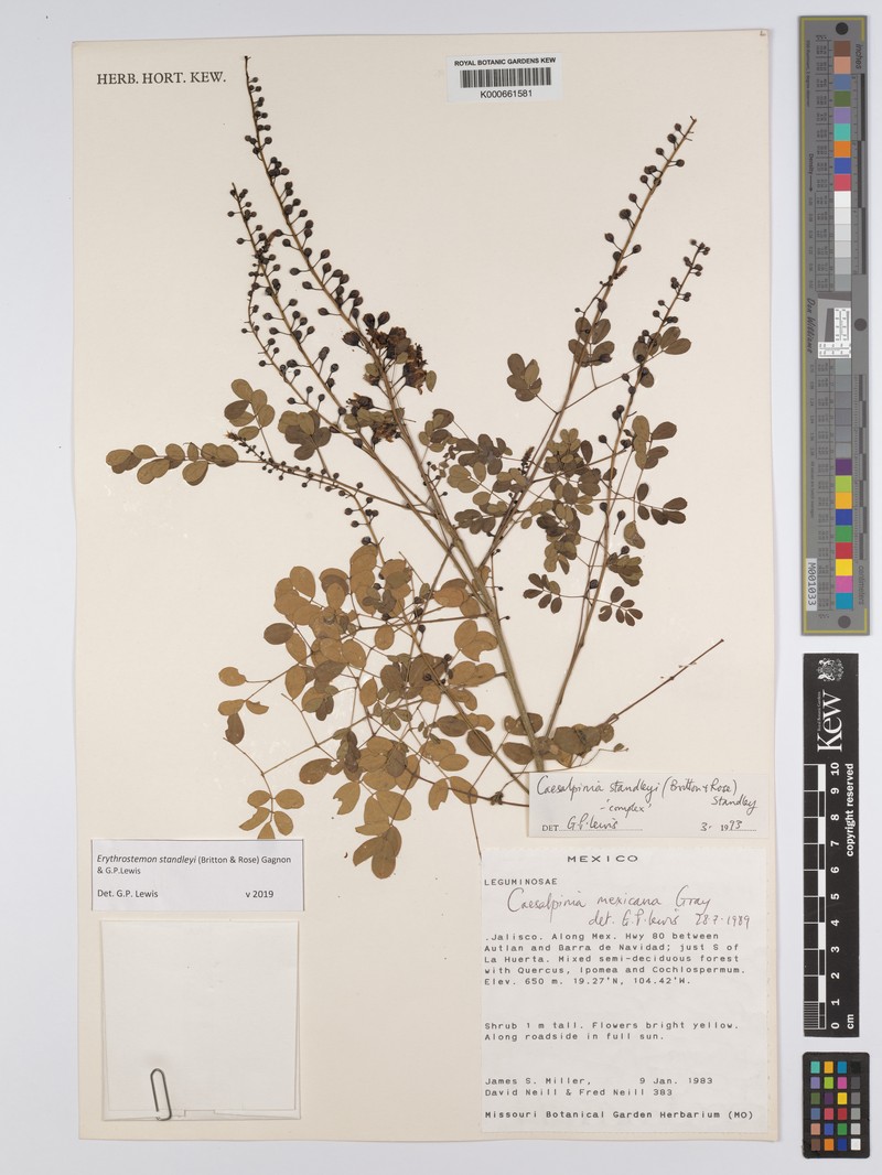 Erythrostemon standleyi photo 3