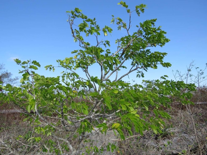 Erythrostemon yucatanensis