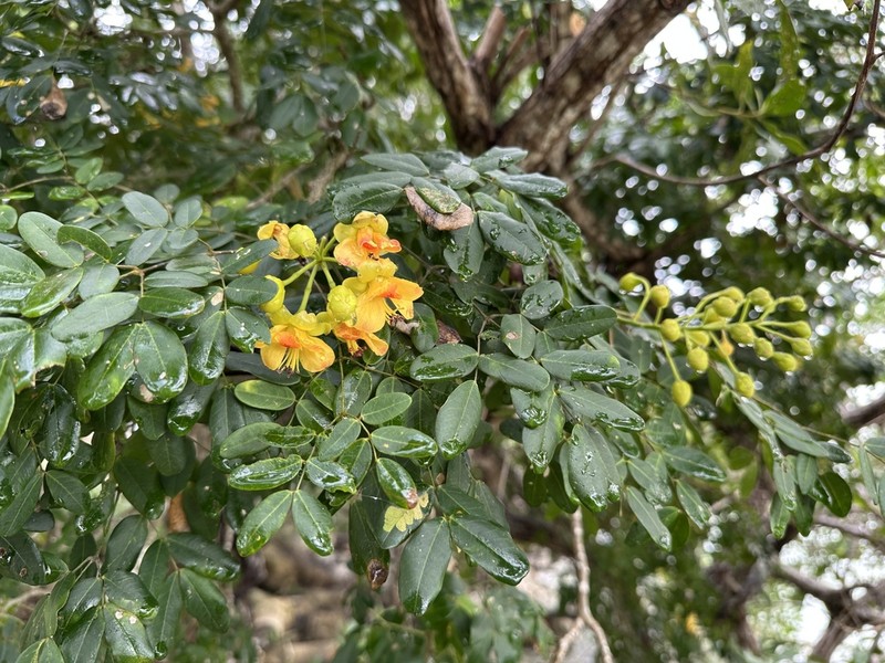 Erythrostemon yucatanensis photo 2