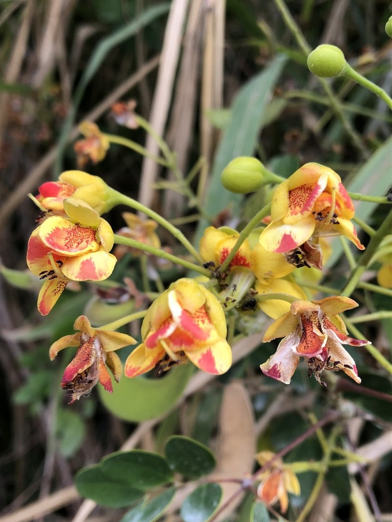Erythrostemon yucatanensis photo 3