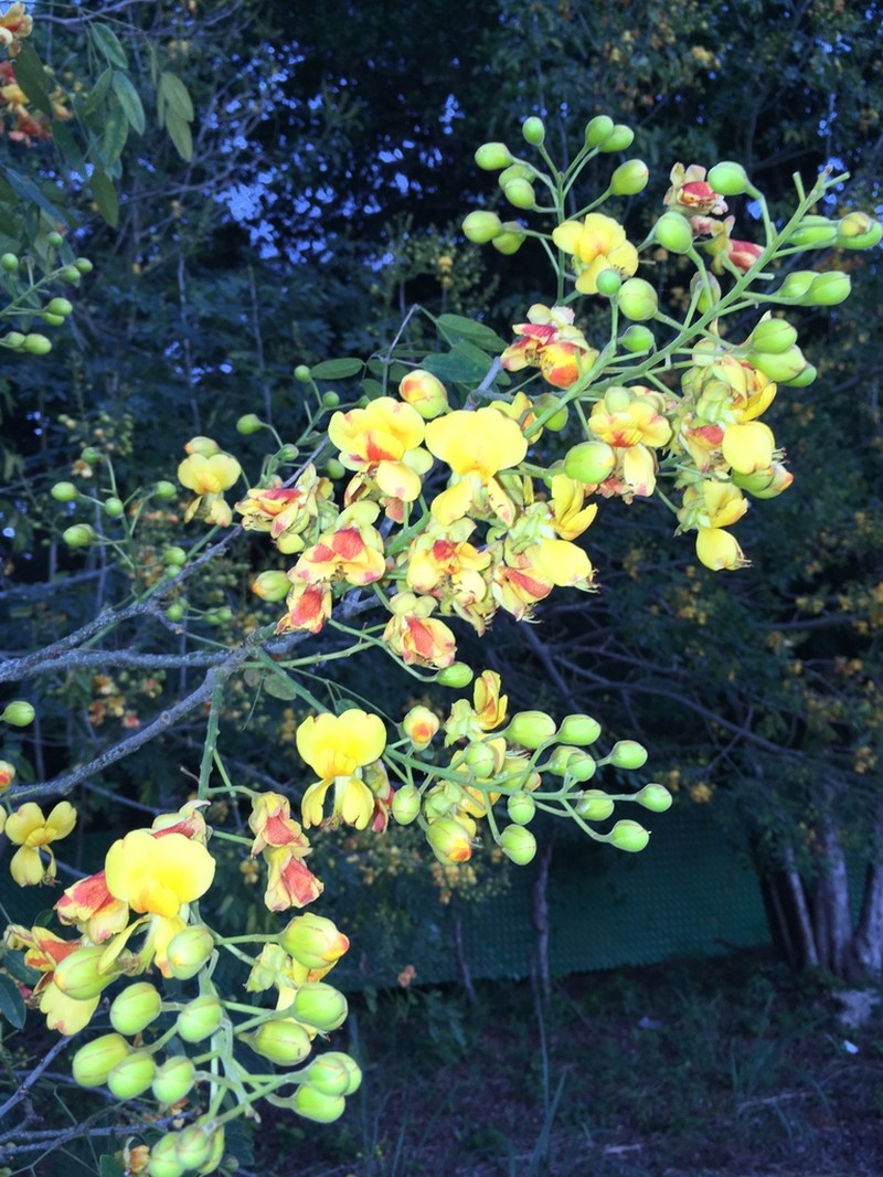Erythrostemon yucatanensis photo 4