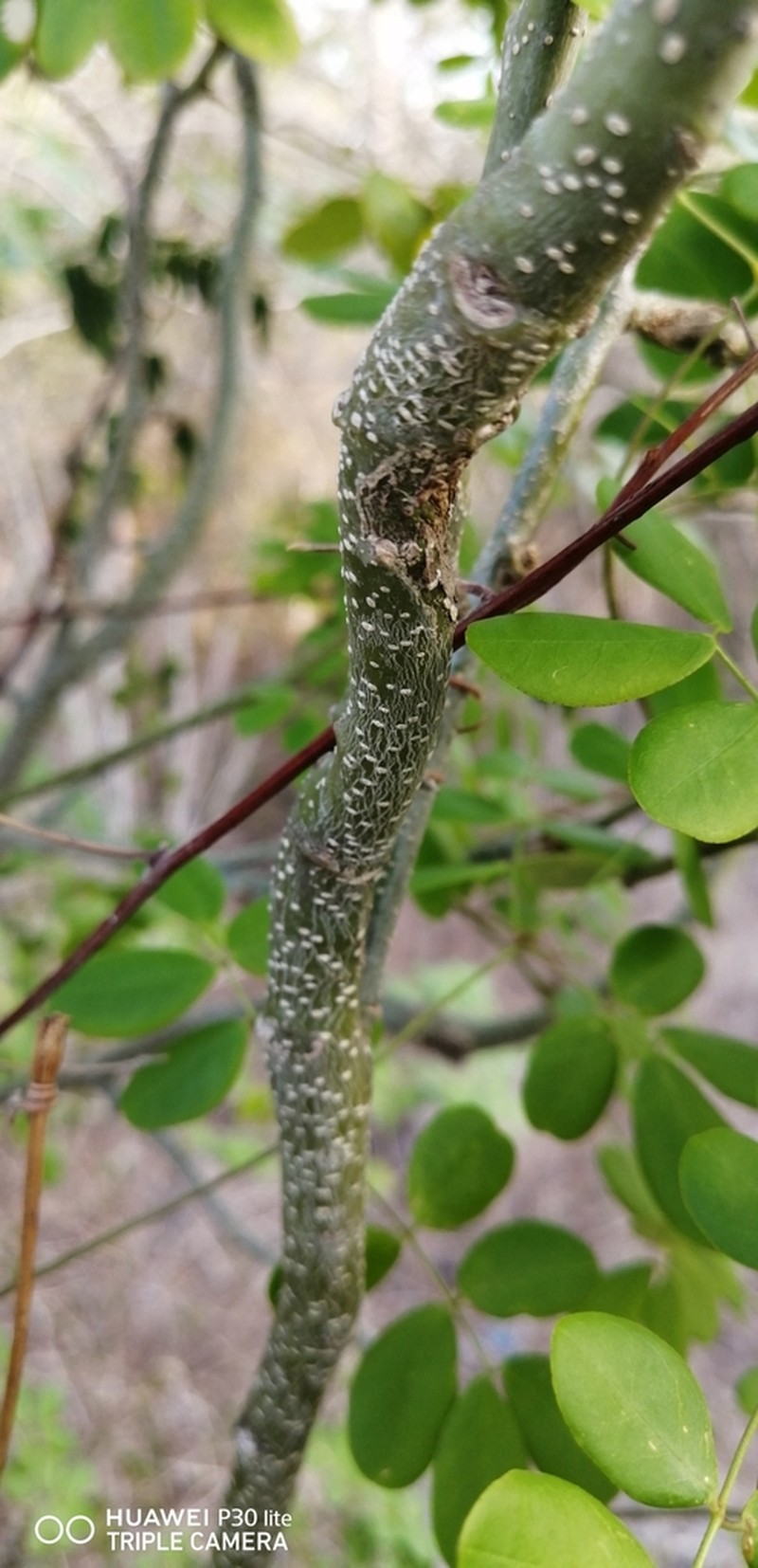 Erythrostemon yucatanensis photo 5