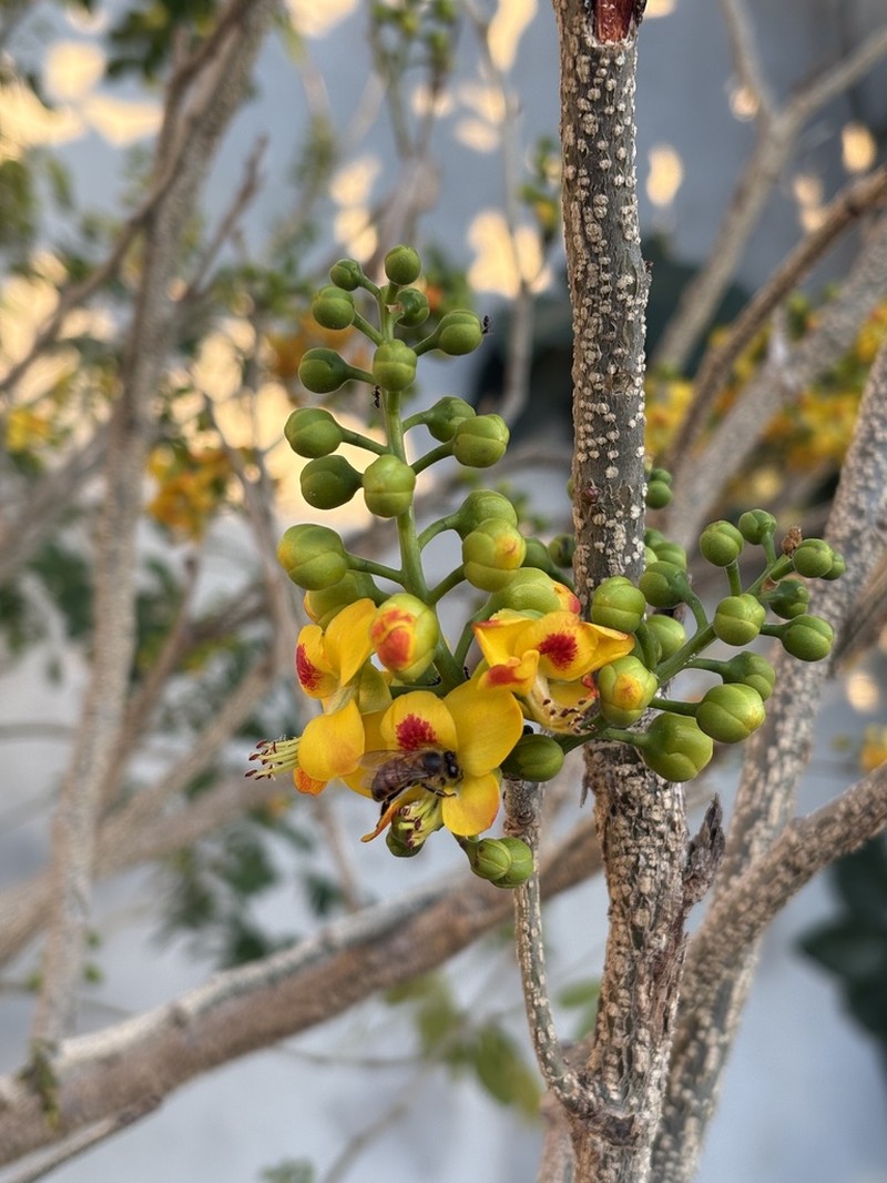 Erythrostemon yucatanensis photo 6