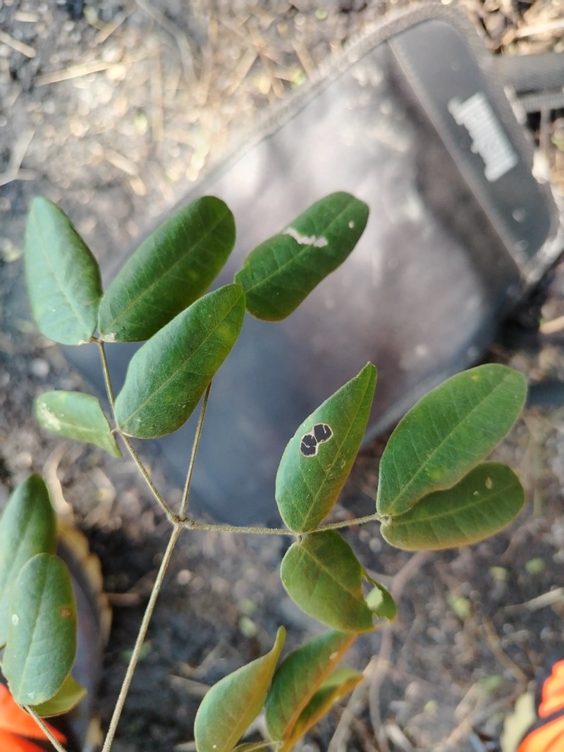 Erythrostemon yucatanensis photo 7