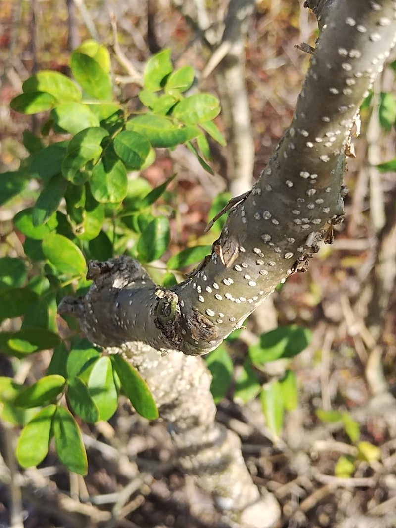 Erythrostemon yucatanensis photo 8