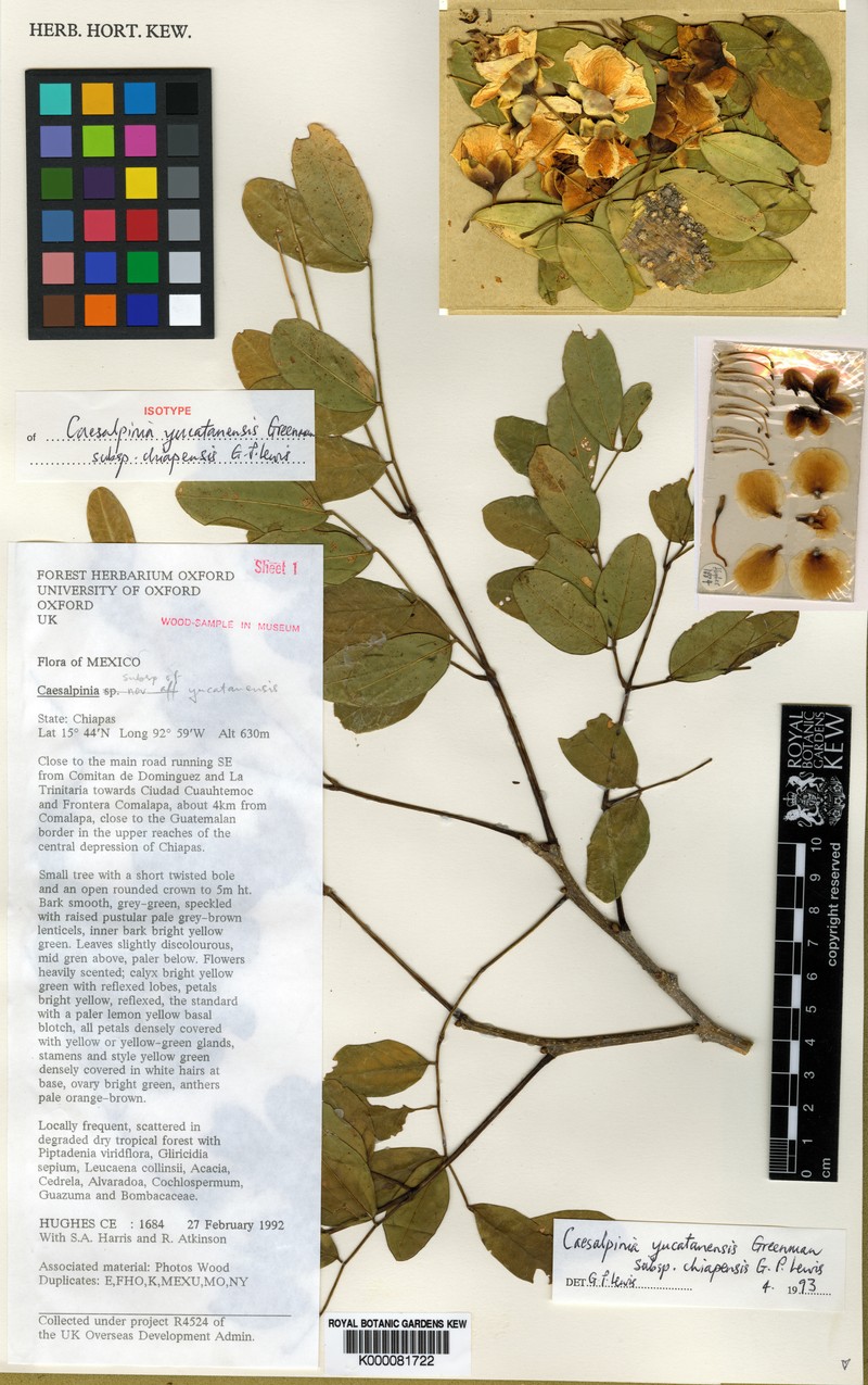 Erythrostemon yucatanensis var. chiapensis