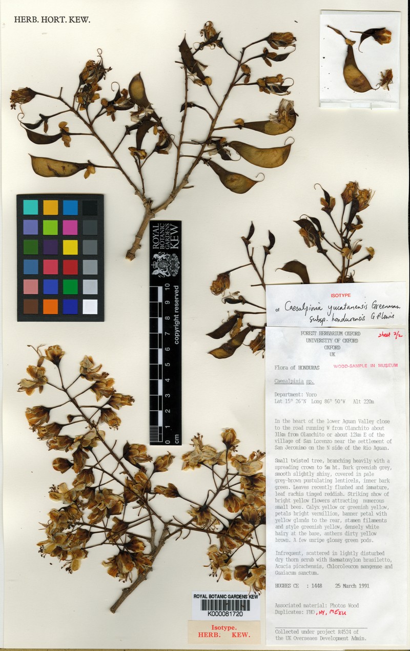 Erythrostemon yucatanensis var. hondurensis