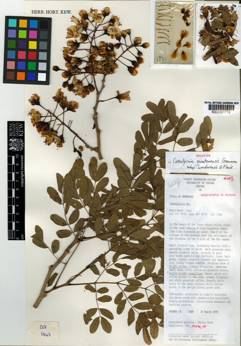 Erythrostemon yucatanensis var. hondurensis photo 2