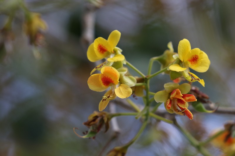 Erythrostemon yucatanensis var. yucatanensis