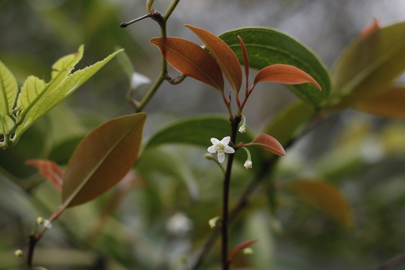 Erythroxylum austroguangdongense