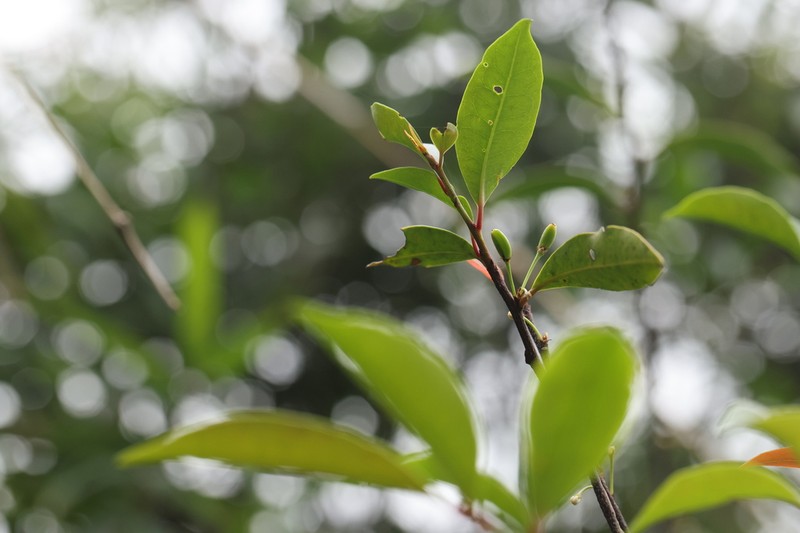 Erythroxylum austroguangdongense photo 2