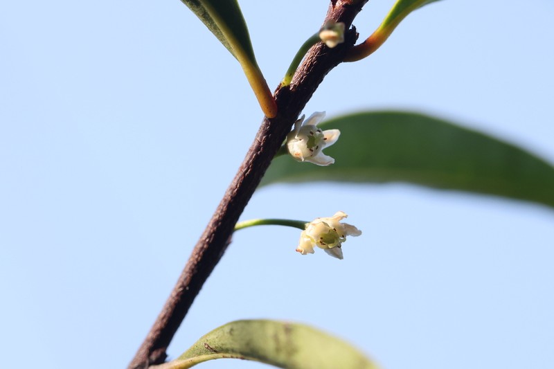 Erythroxylum austroguangdongense photo 3