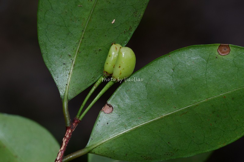 Erythroxylum austroguangdongense photo 4