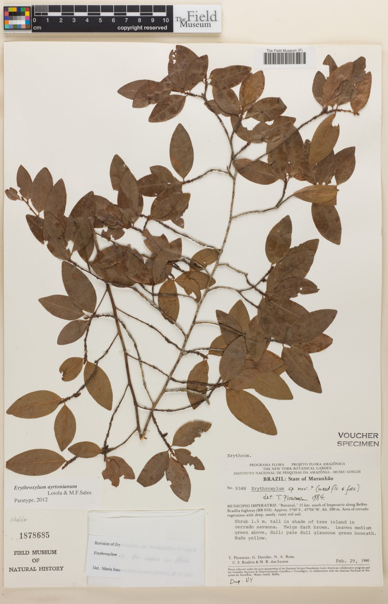 Erythroxylum ayrtonianum