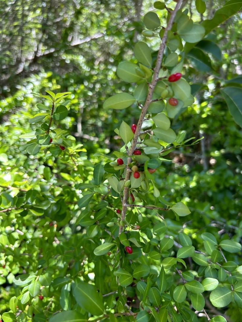 Brisselet photo 7
