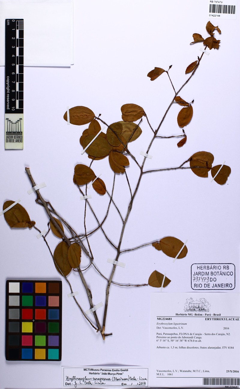 Erythroxylum carajasense