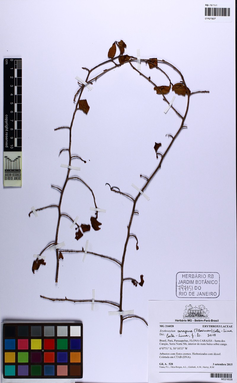Erythroxylum carajasense photo 2