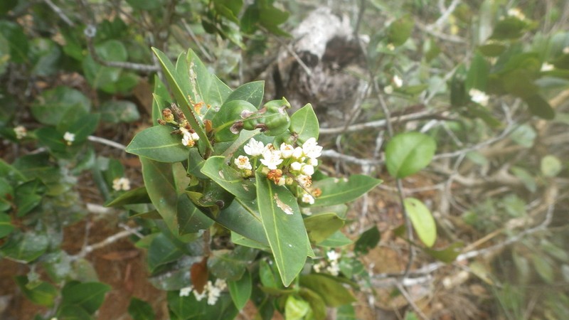 Erythroxylum choungiense