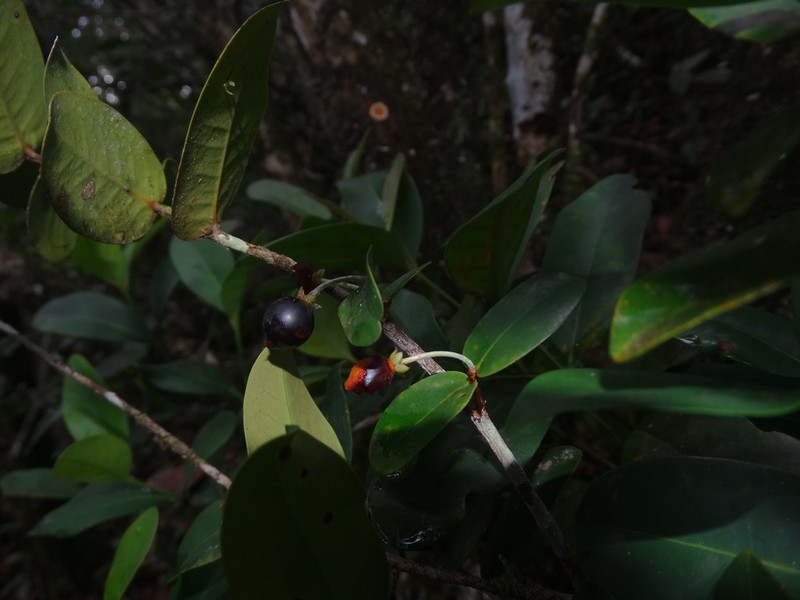 Erythroxylum choungiense photo 2