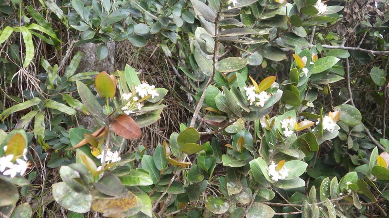 Erythroxylum choungiense photo 3